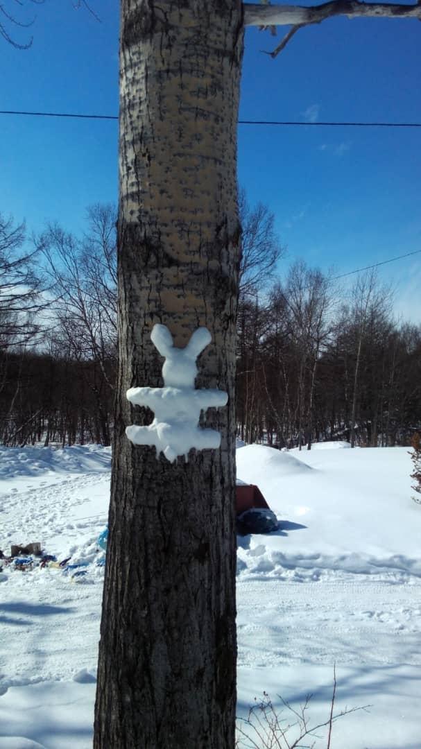 Сом